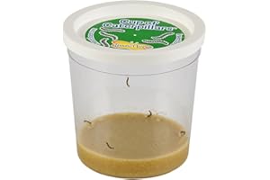 INSECT LORE 5 LIVE Caterpillars - Cup of Caterpillars - Butterfly Kit Refill - Shipped Now