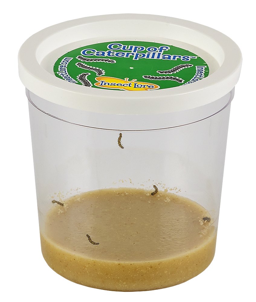 Insect Lore Live Cup of Caterpillars eBay