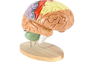 Dyna-Living Human Brain Model Anatomy 2X Life Size Human Brain Anatomical Model for Neuroscience with Color-Coded Detachable Brain Model for Science Research Medical Learning or Model Display