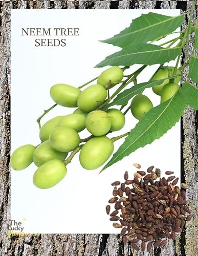 where to buy sunflower seeds for planting Black Mammoth Sunflower
