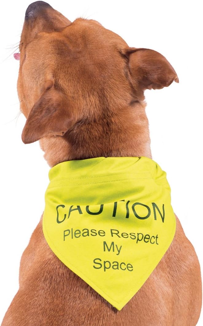 how young can a kitten get pregnant