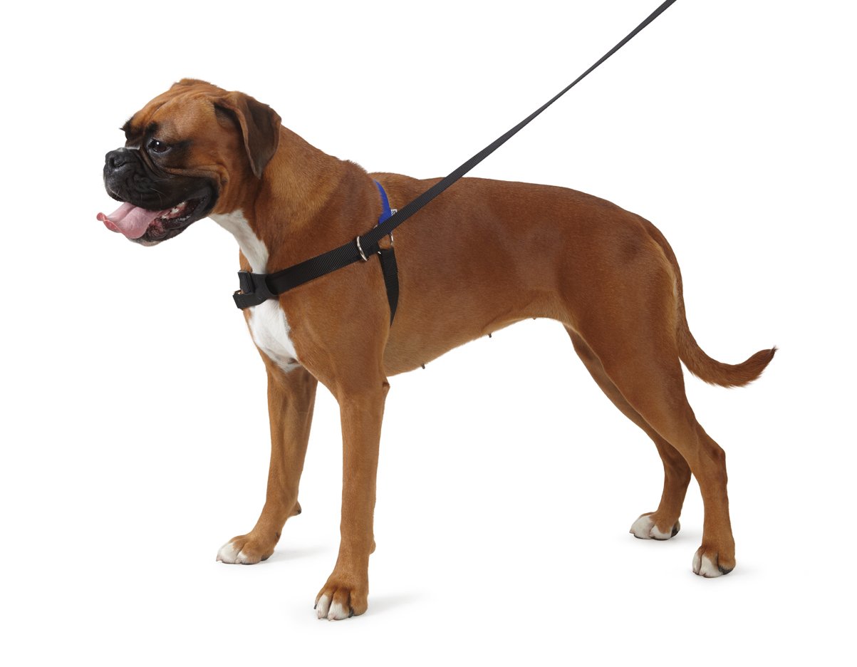 Ancol/Pure Dog Listeners - Stop Pulling Dog Training Harness & Lead Set - Small Size 3-4 (inc DVD)