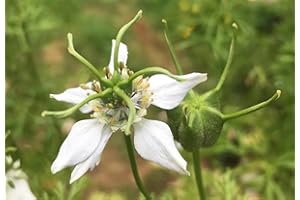 Black Seed/Black Cumin Seeds - Nigella Sativa