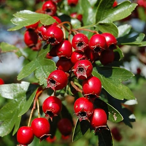 Amazon 果樹 サンザシの苗木 品種 ルビー 品種で選べる果樹苗木 2年生 接木苗 18cmポット 平均樹高 100 1cm 1個 ポット植えなのでほぼ年中植付け可能 5月頃に白い一重の花を咲かせ 秋に赤い実をつける落葉樹です 観賞用や 庭木や盆栽としても楽しまれてい