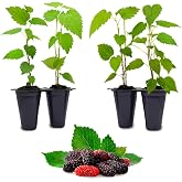 Mulberry Dwarf Everbearing Plant (4 Pack) | Real Live Fruit Plants for Sale| Easy to Grow Live Plants for Organic Gardens | Ideal for Home Gardens, Organic Landscaping, and Indoor or Outdoor Planting.
