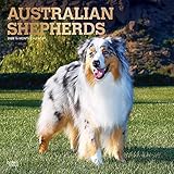 Australian Shepherds 2020 12 x 12 Inch Monthly Square Wall Calendar with Foil Stamped Cover, Animals by