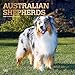 Australian Shepherds 2020 12 x 12 Inch Monthly Square Wall Calendar with Foil Stamped Cover, Animals by