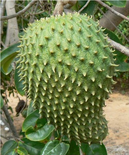 25 Giant Soursop SeedsRareExotic Annona Muricata, Graviola, Guanabana by Giant Bean Bag Chairs