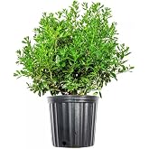 Needlepoint Holly 3 Gallon
