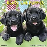 Black Lab Puppies 2016 Wall Calendar