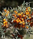 Earthcare Seeds Sea Buckthorn 100 Seeds Hippophae rhamnoides
