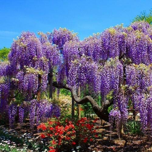 Bonsai Tree Chinese Wisteria Tree Seeds, 10 Pack Highly Prized
