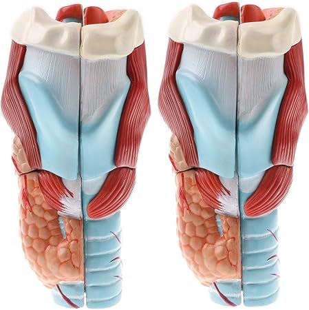 Amazon T Tooyful 2x解剖学的人間5部咽頭喉頭モデル表示倍率2倍 プラモデル 通販