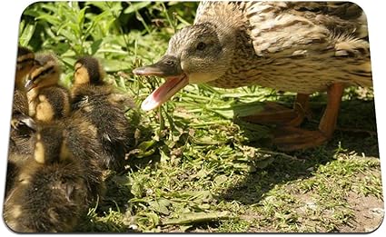 Amazon 22cmx18cm マウスパッド アヒルの若い雛 パターンカスタムの マウスパッド Bingbongbu マウスパッド 通販