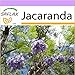 SAFLAX - Jacaranda - 50 seeds - Jacaranda mimosifolia