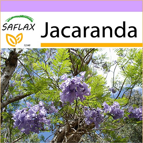 SAFLAX - Jacaranda - 50 seeds - Jacaranda mimosifolia SAFLAX - Jacaranda - 50 seeds - Jacaranda mimosifolia