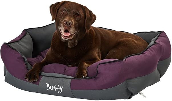 8 years old in cat years