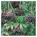 Johns Elderberry - Tree - Shrub - Fruit - Established Roots - 1 Plant in 2 Gallon Pot by Growers Solution