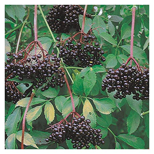 Johns Elderberry - Tree - Shrub - Fruit - Established Roots - 1 Plant in 2 Gallon Pot by Growers Solution