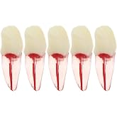 5Pcs Dental Root Canal Pulp Cavity Teeth Model Endodontic Practice RCT Typodont M8007 11# 14# 16# 21# 33# 34# 35# 36# 44# 45# Practicing Study Teach (5Pcs-M8007-11#)