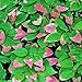 Arctic Beauty Kolomikta Kiwi - Male - Actinidia - Hardy - 2.5" Pot