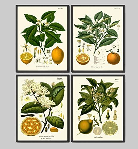 Lemon Orange Fruit Print Set of 4 Antique Flowers Lemon Lime Orange Home Wall Art Decor Unframed