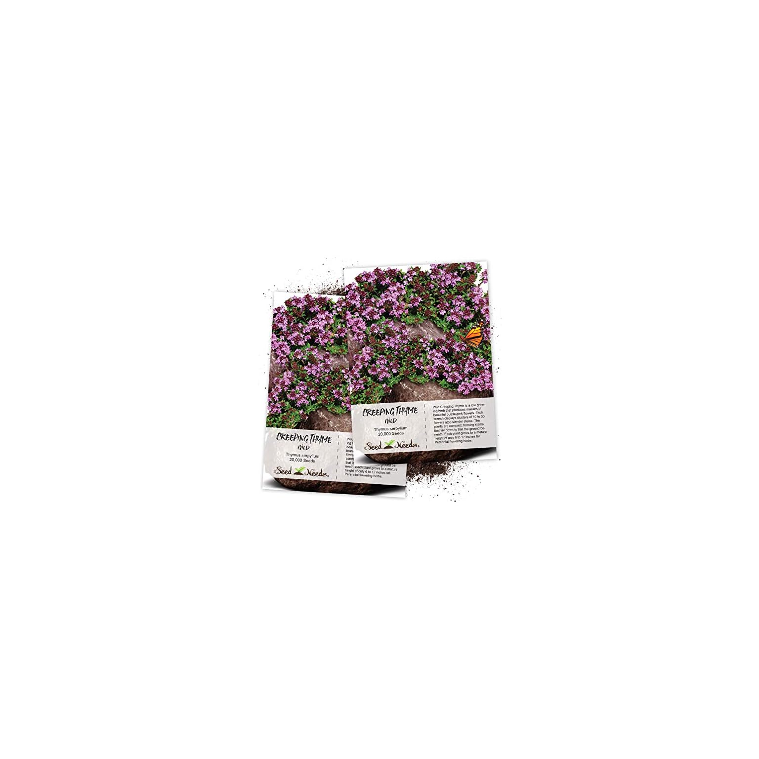Seed Needs, Wild Creeping Thyme Seeds for Planting (Thymus serpyllum