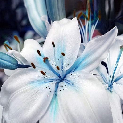 Amazon Co Jp Ictology 100粒 青いユリの種を包んで 丈夫な室内の屋外の花園のベランダの花の種の美しい春の花の種 ホーム キッチン