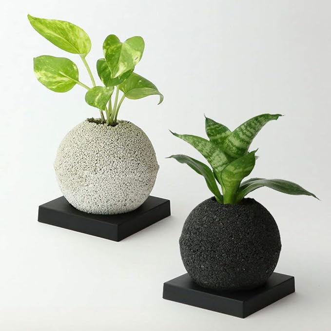 Amazon Eco Pochi Neo ペペロミア プテオラータ エコポチ スフィアミニ 球型通常サイズ 白 竹炭やシラスを使った観葉植物用植木鉢 観葉植物 オンライン通販