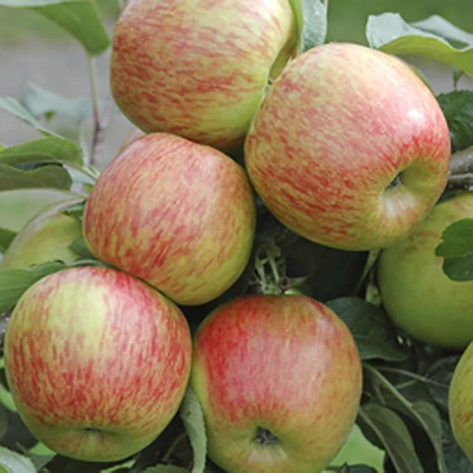 Apple Braeburn Tree in 7.5L Pot Amazon.co.uk Garden & Outdoors