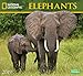 National Geographic Elephants 2019 Wall Calendar primary