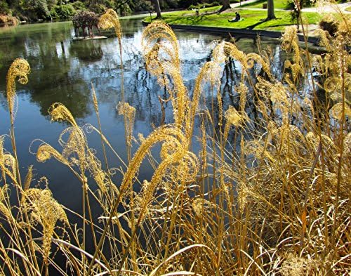 Quiet Campus Lake in UC Davis - Photographic Poster Print (14" x 11")