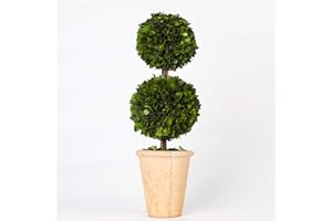 BOXWOOD VALLEY Real Preserved Boxwood Evergreen Potted Tree Globe Tree Topiary in Terracotta Planter, Home Decor Farmhouse (Double Balls Topiary, 20 inches)