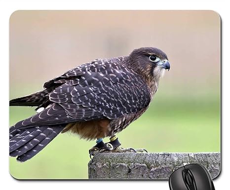 Amazoncom Mouse Pad New Zealand Falcon Falcon Bird