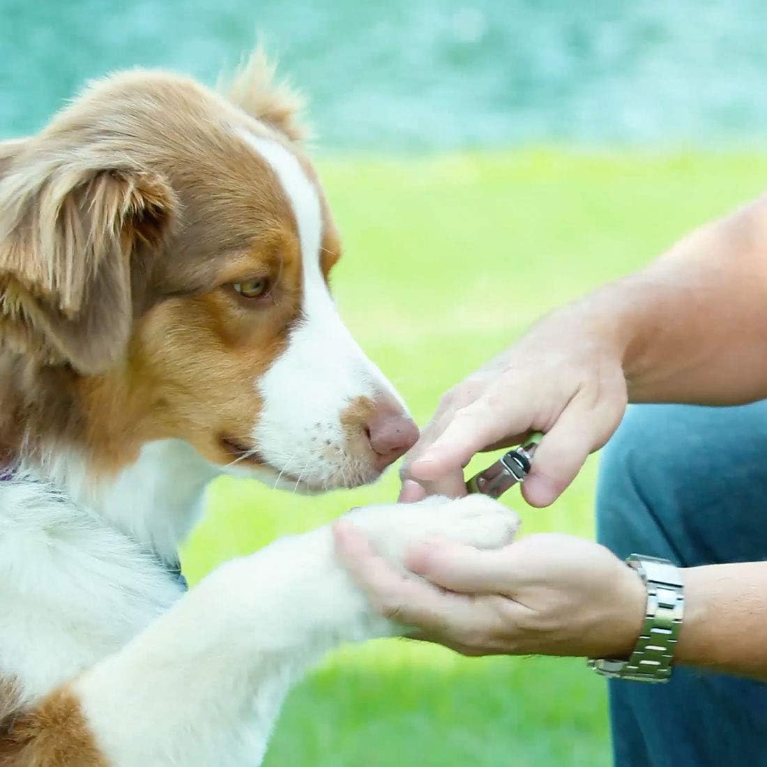 safari professional nail trimmer for dogs
