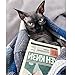 Stock Show Funny Cute Dog Cat Retro Fashion Sunglasses Glasses Transparent Eye-wear Puppy Cat Teacher Bachelor Cosplay Glasses Pet Photos Props for Small Dog Cat Costume