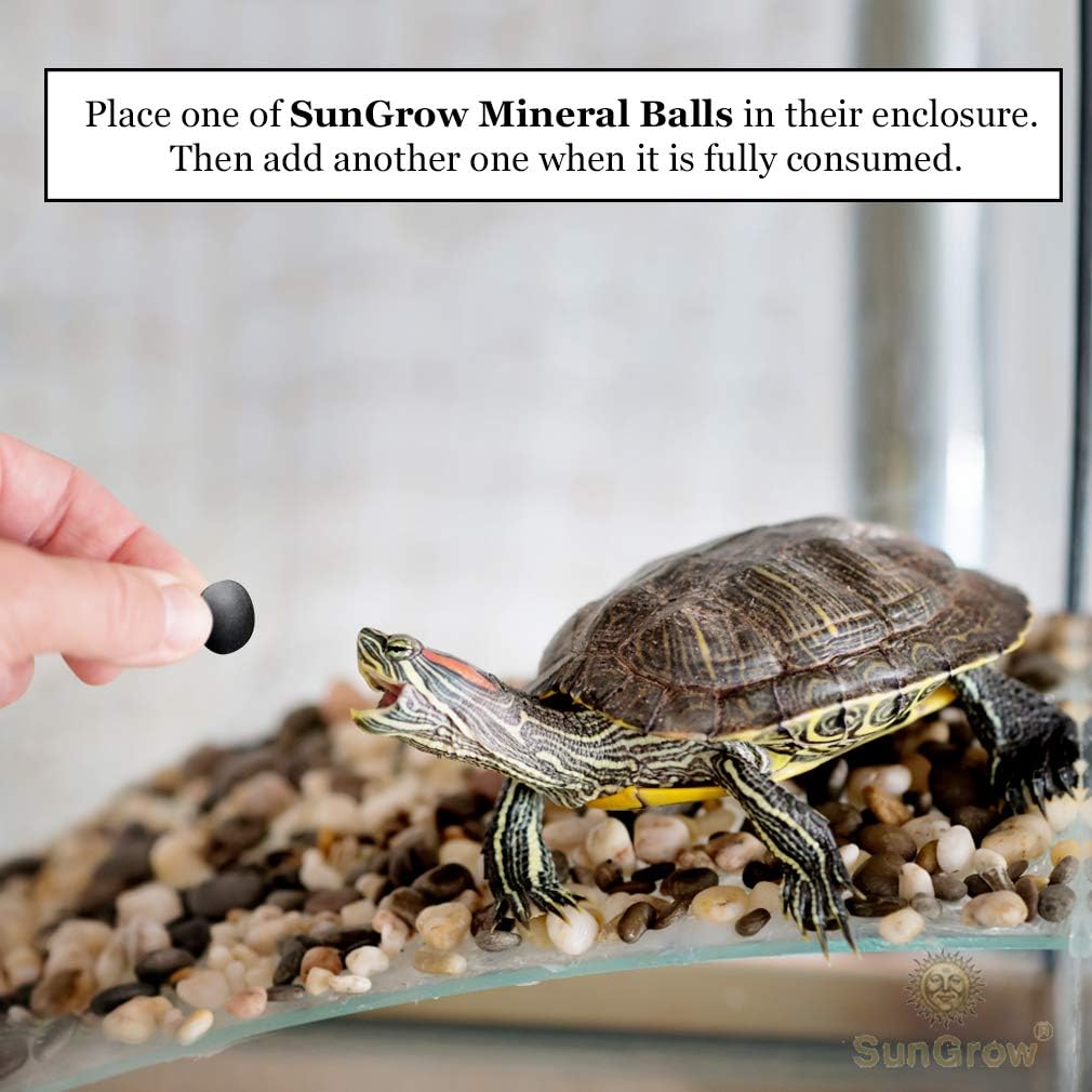 Why Do Turtles Dig Holes? 7 Surprising Reasons Your Turtle Is Digging