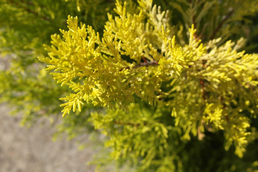 Cupressus 'Goldcrest Wilma' 15cm Pot Size