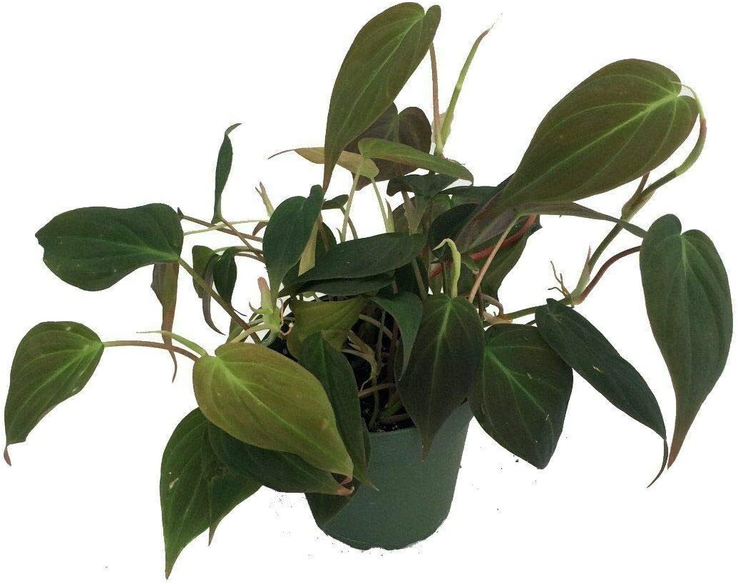 TOMHHY Rare Velvet Leaf Bronze Micans Vine - Philodendron - Easy to Grow - 4" Pot
