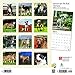 American Pit Bull Terriers 2019 12 x 12 Inch Monthly Square Wall Calendar with Foil Stamped Cover, Animals Dog Breeds (English, French and Spanish Edition)