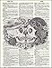 Day of the Dead Pencil Kiss - Dictionary Art Print