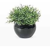 Velener Fake Sage Plants for Shelf Decor, Small Artificial Succulents Grass Desk Plant for Office Women, Mini Faux Plant Indoor, Masculine Home Decor, Coffee Table Decor in Pot