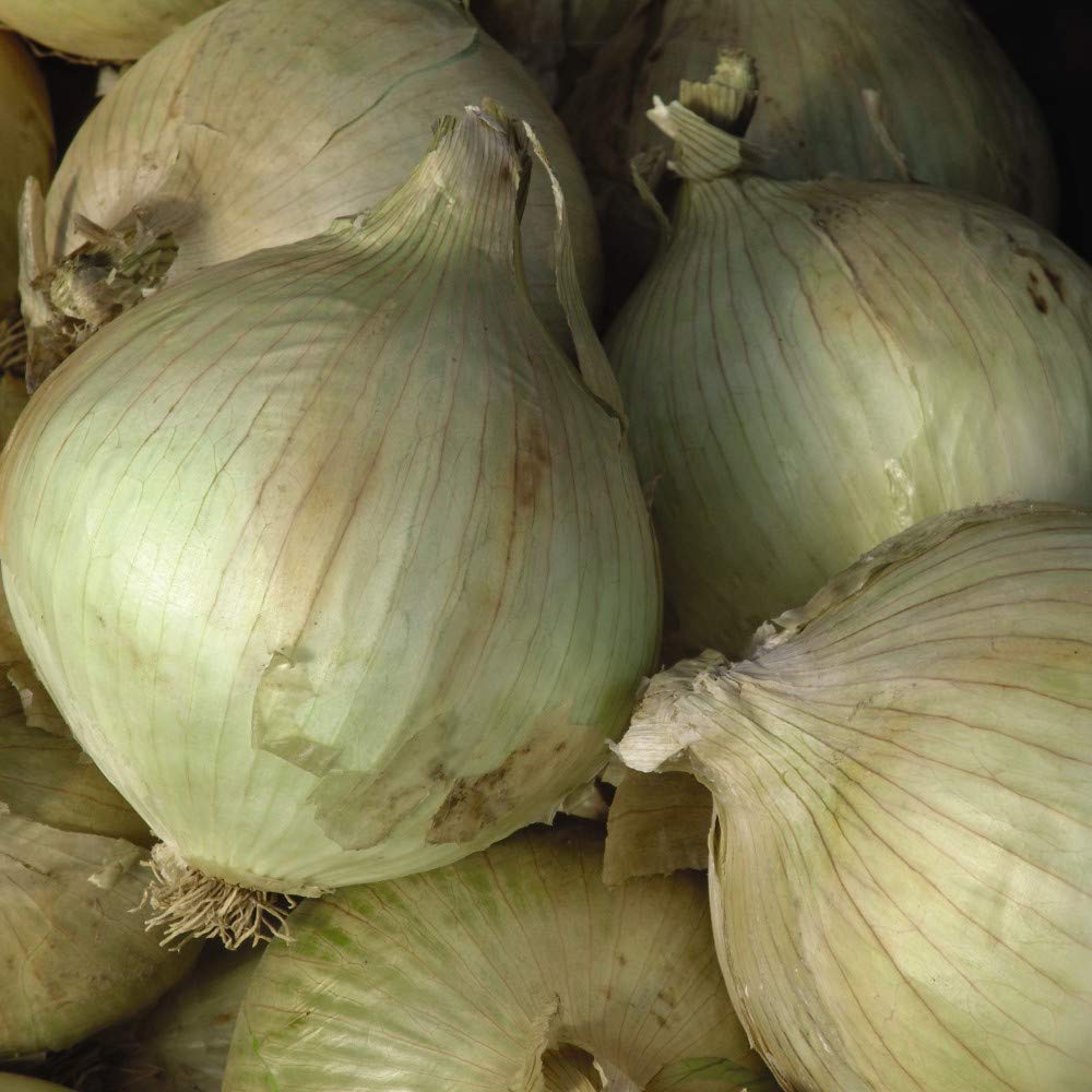 Onion Seeds, Easy to Grow Vegetables, High Yielding, Exceptionally Large Onions in Summer, Kitchen Gardens, Allotments, Exhibition, 1 x Packet Onion Globo Seeds (200 Seeds) by Thompson & Morgan