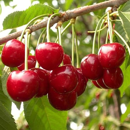 Amazon Com Cherry Tree Seeds 20 Sweet Cherry Seeds Shrub Prunus