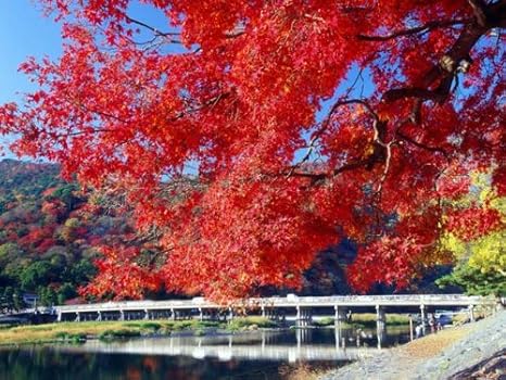 Amazon 6か月枯れ保証 紅葉が美しい木 イロハモミジ 1 0m 植木