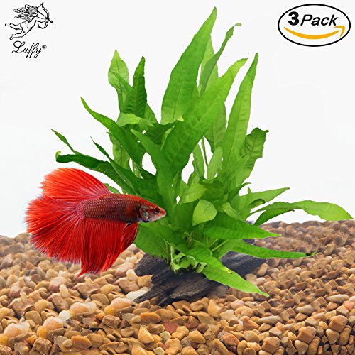 Buy 3pcs Luffy Java Fern for Betta Owners Creates a Beautiful