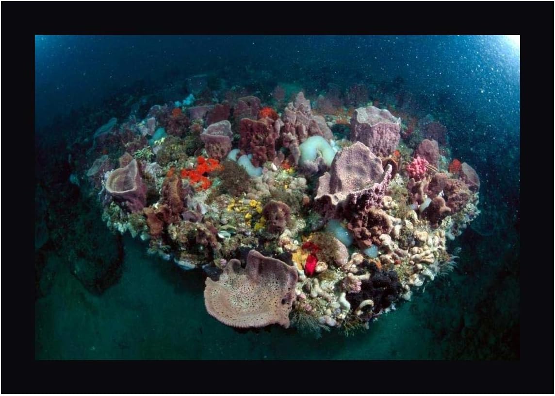 Variety of Corals on Reef, Greys Reef Nms, Georgia by Flip Nicklin 15" x 20" Black Framed Canvas Giclee Art Print - Ready to Hang