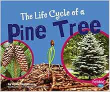 The Life Cycle Of A Pine Tree Plant Life Cycles Tagliaferro Linda 9780736867122 Amazon Com Books