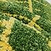 YOOYOO Green Leaves Rug Soft/Flexible/Smooth Carpet/Rug/Mat nice looking Suitable For Stairway/Toilet/Floor/Bathroom/Kitchen/Bathroom/Kitchen/Area