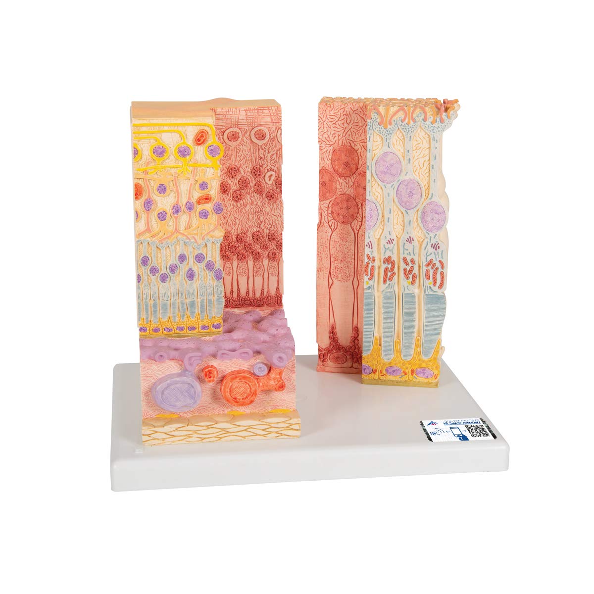 3B Scientific 3B Microanatomy Eye + free Anatomy App - 3B Smart Anatomy F16